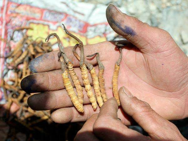 Bhutan Cordyceps Sinensis