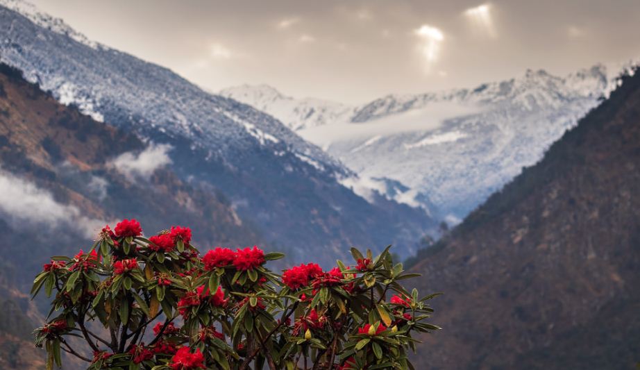 Dochula Rhododendron Festival